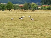 wvs  An der Werner von Siemens Schule vorbei fanden wir auch die ersten Wappentiere auf einem Feld neben uns.